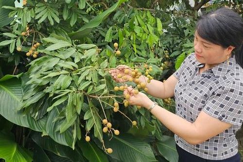 Người phụ nữ Cao Lan biến đất đồi thành tiền