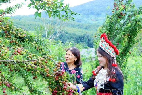 Mùa mận chín trên cao nguyên Y Tý