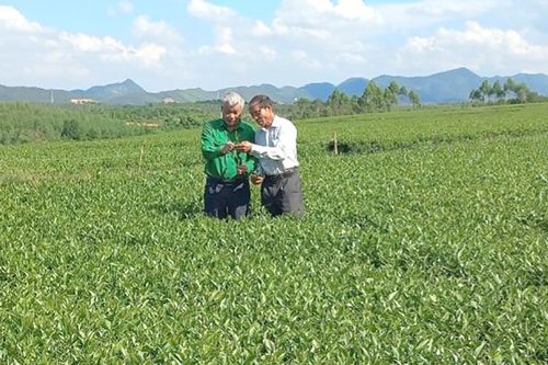 Nâng cao thương hiệu chè Phú Thọ