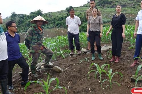 Cần sớm xử lý vỏ bao bì thuốc bảo vệ thực vật sau thu gom