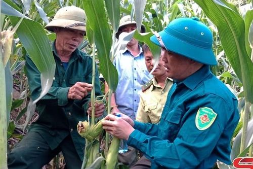 Xuất hiện đàn khỉ phá hoa màu ở Phù Yên