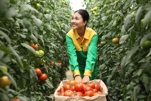 Khám phá một ngày làm việc tại nông trường công nghệ cao
