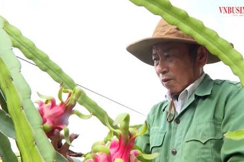 Nông dân Tiền Giang tung 'tuyệt kỹ', làm giàu từ những cây trồng bạc tỷ