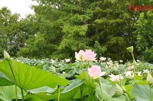 Biến đất trũng thành vựa sen tiền tỷ theo hướng đi riêng biệt