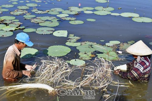 Tăng thu nhập từ ngó sen