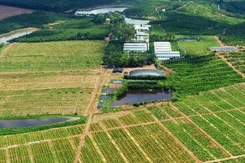 Cơn sốt 'bỏ phố về rừng' thoái trào: Đất vườn giảm giá sâu vẫn không thể bán