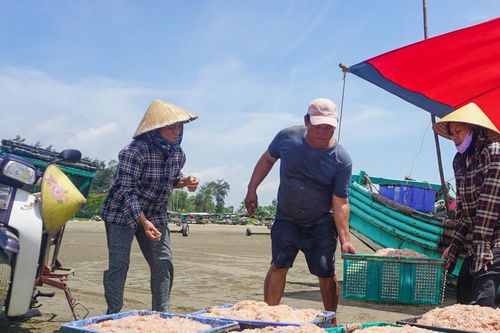 Mùa moi biển xứ Thanh