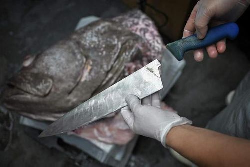 Gãy dao khi phi lê cá mú 100 kg giữa siêu thị ở Singapore