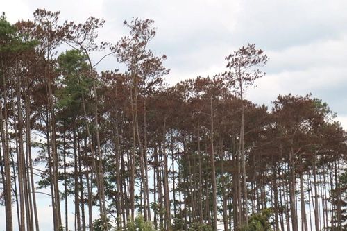 Lập chuyên án điều tra, triệt phá các băng nhóm phá rừng tại huyện Bảo Lâm