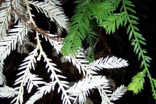 Hồng bạch tạng- loài cây sống như hồn ma