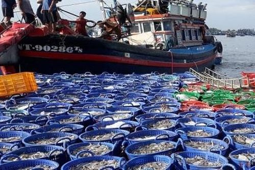 Xử lý nghiêm các vi phạm về khai thác thủy hải sản bất hợp pháp