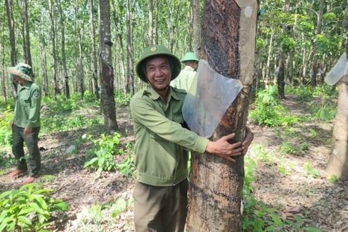 Gia Lai: Kỳ lạ hàng trăm ha cao su vô chủ trên đất rừng vẫn được khai thác thường xuyên