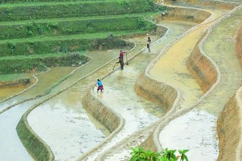 Vẻ đẹp của thanh âm, sắc màu ruộng bậc thang mùa nước đổ