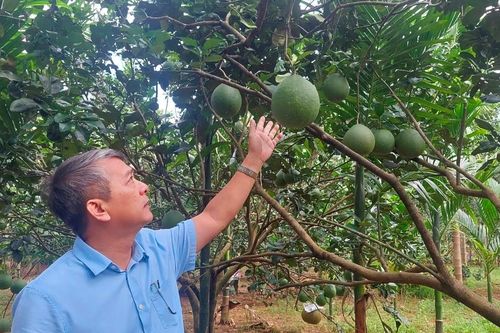 Bình Định: Sở TT&TT, UBND huyện Hoài Ân dẫn đầu chuyển đổi số năm 2023
