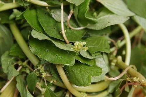 Loại rau dại giàu dinh dưỡng, có thể phòng bệnh ung thư và tim mạch
