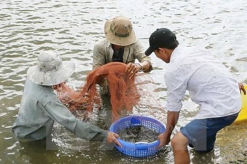 Bắt tạm giam 4 đối tượng mua tôm 'cân thiếu', chiếm đoạt gần 480 triệu đồng