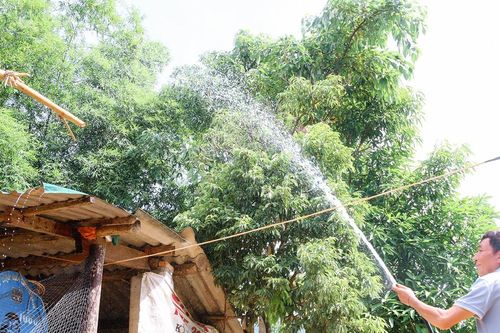 Vùng cao Nghệ An bảo vệ cây trồng, vật nuôi trong nắng nóng cực đỉnh