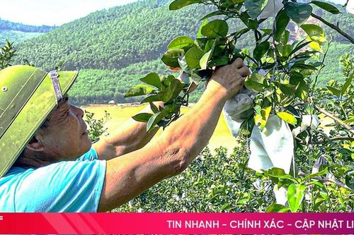 Nắng nóng triền miên, nông dân lo 'mặc áo', ủ gốc cho cây cam