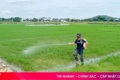 Cơ quan chuyên môn Sở NN&PTNT hướng dẫn phòng trừ sâu bệnh hại lúa hè thu
