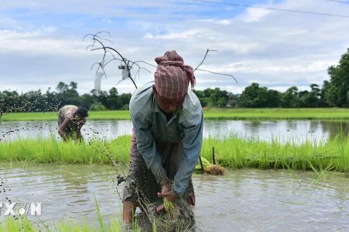 Nguy cơ sản lượng lúa của Ấn Độ sụt giảm do thiếu mưa