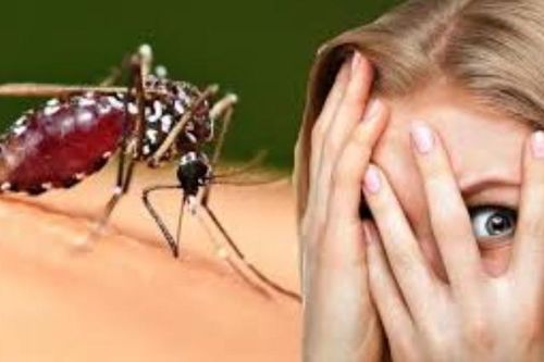 Vì sao bạn bị muỗi đốt nhiều hơn người khác? Có phải 'thịt thơm' là muỗi thích
