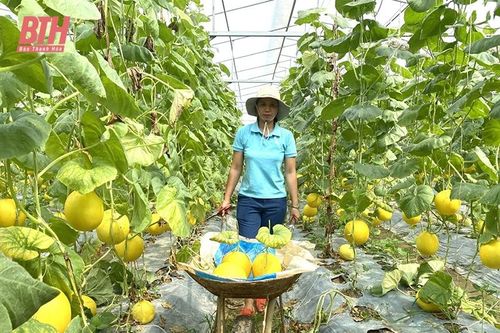 Tích tụ, tập trung đất ở các hợp tác xã nông nghiệp