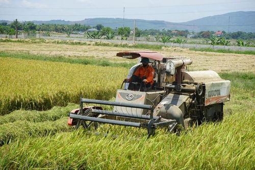 Năng suất lúa của Thanh Hóa đạt cao nhất từ trước đến nay