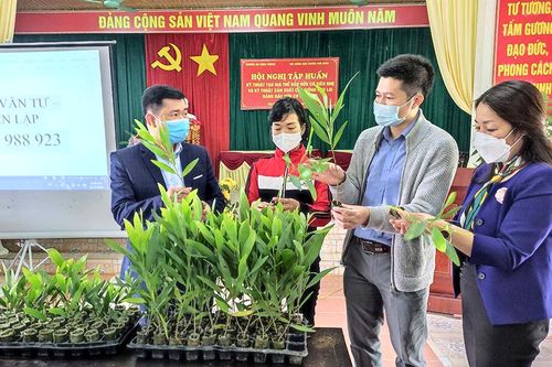 Mô hình sản xuất bầu hữu cơ siêu nhẹ