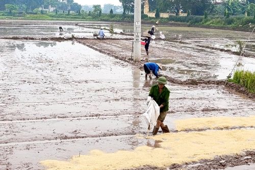 Năng suất vụ Xuân đạt xấp xỉ 62 tạ/ha
