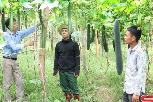 Cây bí xanh trên đồng đất Vân Hồ