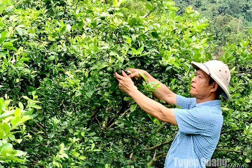 Những 'đại thụ' của đồng bào dân tộc