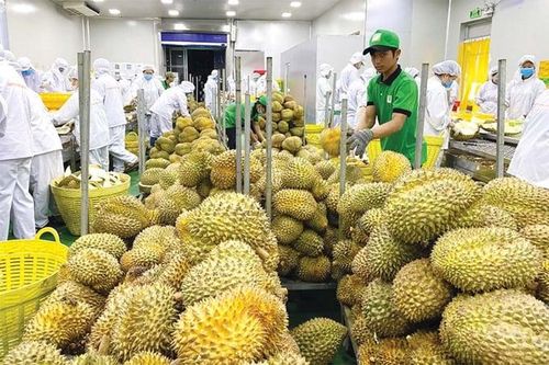 Xuất khẩu nông sản bền vững: Khai thác ưu đãi, cơ cấu lại sản xuất