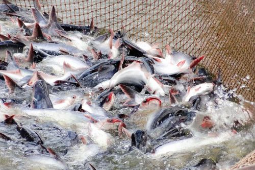 Vĩnh Hoàn là doanh nghiệp xuất khẩu cá tra lớn nhất trong 5 tháng