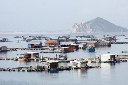 Để nghề nuôi lồng bè thủy sản ở Phú Yên phát triển bền vững