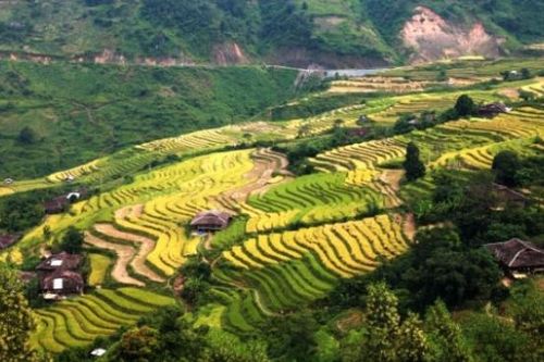 Bảo Lạc tổng sản lượng lương thực có hạt vụ đông - xuân ước đạt 2.141 tấn