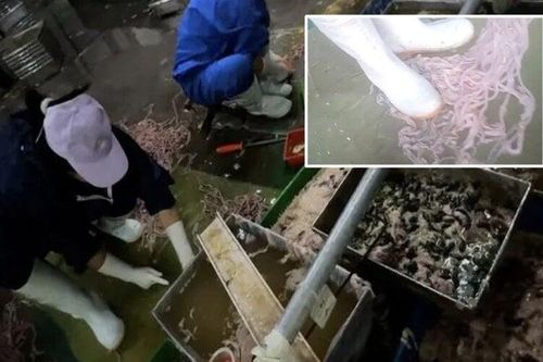 Ghê rợn cảnh làm lòng vịt, ngỗng phục vụ cửa hàng lẩu ở Trung Quốc