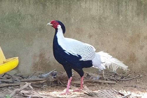 'Bệnh viện' cứu sống nhiều động vật quý hiếm dưới tán rừng Phong Nha