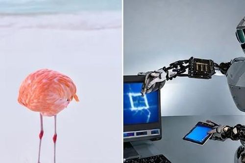 Bức ảnh chiến thắng cuộc thi ảnh AI bị tước giải vì hóa ra là ảnh người chụp