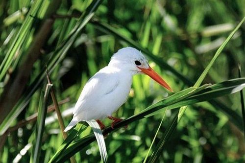Những loài động vật bạch tạng 'hiếm có khó tìm' trên thế giới