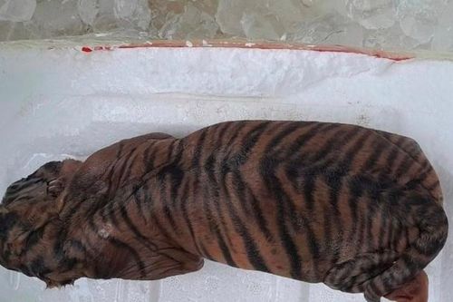 Bắc Ninh: Bắt đối tượng vận chuyển trái phép hổ đã chết
