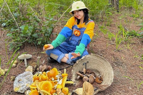 Kéo nhau hái nấm mùa mưa tại Đà Lạt