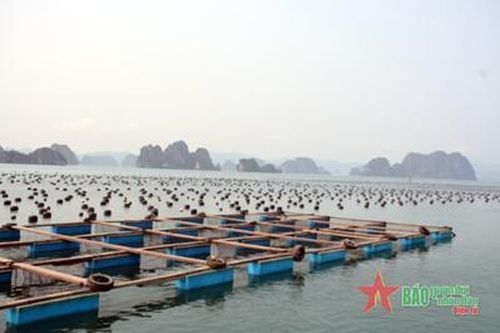 Nuôi biển - nhiều tiềm năng chưa được đánh thức