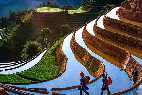 CLIP: Lạc bước giữa các thửa ruộng bậc thang mùa nước đổ