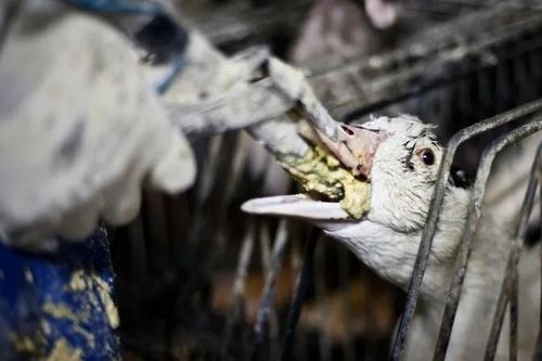 Sự thật ghê rợn đằng sau món ăn đắt đỏ dành cho đại gia