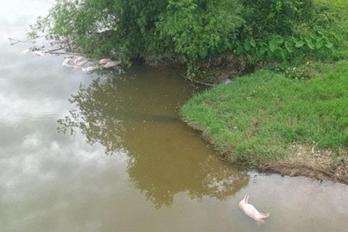 Xác định thủ phạm vứt hàng chục con lợn chết xuống chân cầu