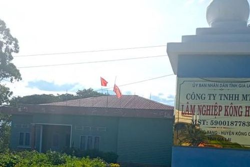 Chuyển hồ sơ sai phạm về tài chính tại công ty lâm nghiệp Kông H'de tới cơ quan điều tra