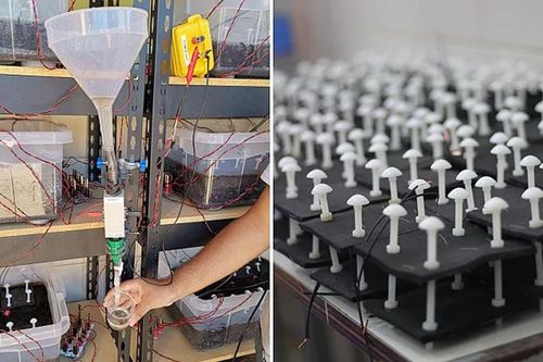 Đột phá pin từ vi khuẩn dưới lòng đất, hoạt động suốt ngày đêm