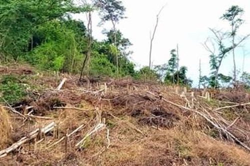 Chuyển hồ sơ việc vi phạm tài chính tại Công ty lâm nghiệp Kông H'de sang Công an