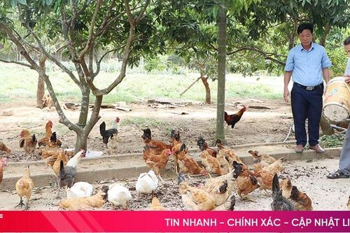 Cẩm Xuyên: Sản xuất nông nghiệp thân thiện môi trường 'lên ngôi'