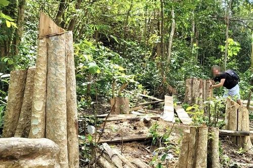 Gia Lai: Phát hiện nhiều sai phạm ở công ty lâm nghiệp thường xuyên để mất rừng